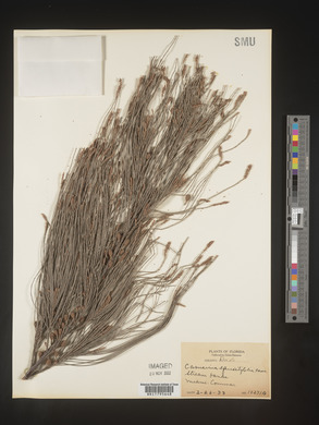 Casuarina equisetifolia image