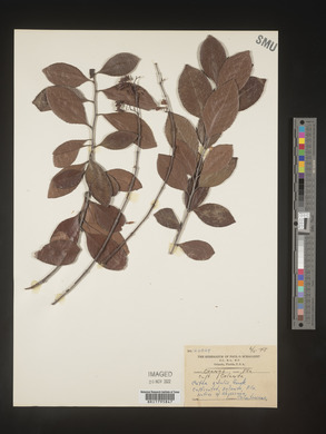 Catha edulis image