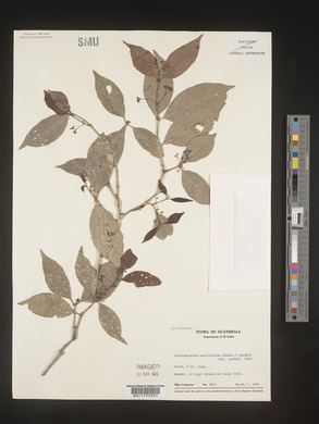 Crossopetalum parviflorum image