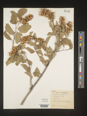 Celastrus scandens image