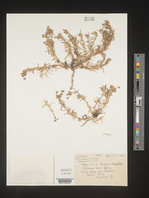 Spergularia bocconei image