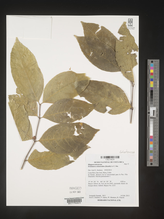 Pristimera celastroides image