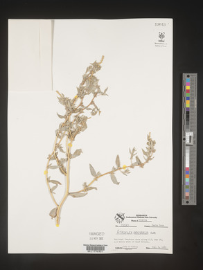 Atriplex arenaria image