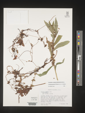 Cuscuta gronovii image