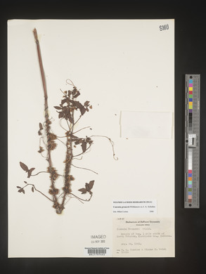 Cuscuta gronovii image