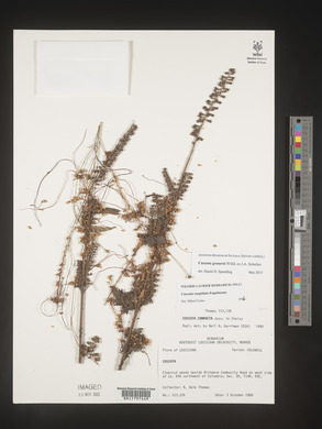 Cuscuta gronovii image