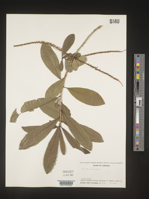 Cyrilla racemiflora image