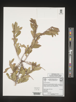 Cyrilla racemiflora image
