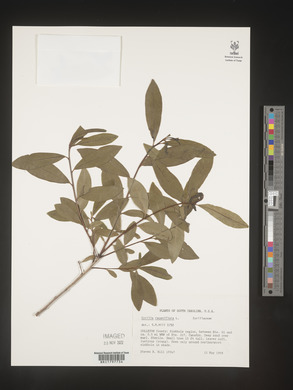 Cyrilla racemiflora image