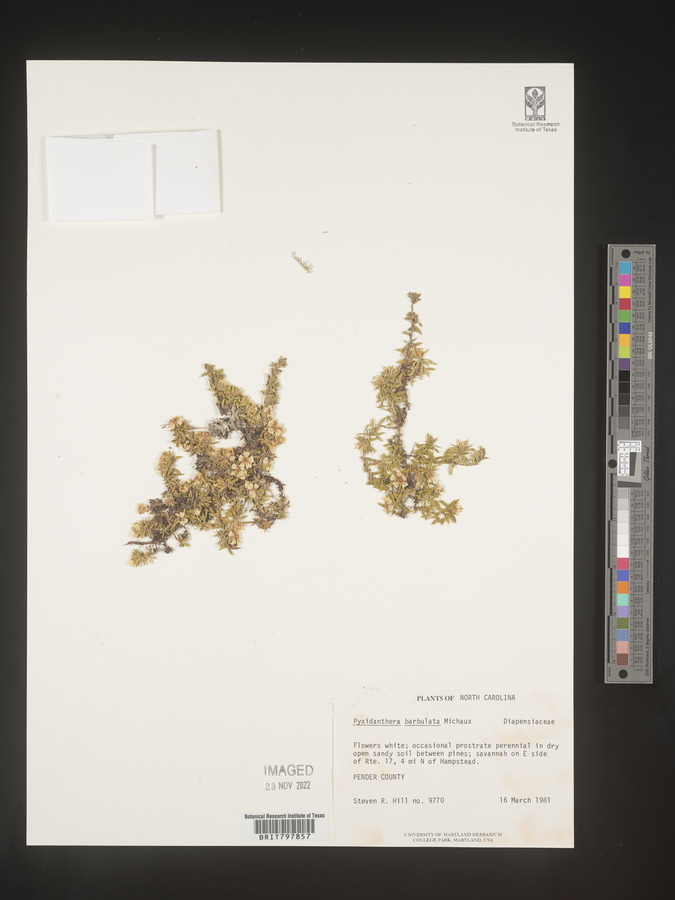 Pyxidanthera barbulata var. barbulata image