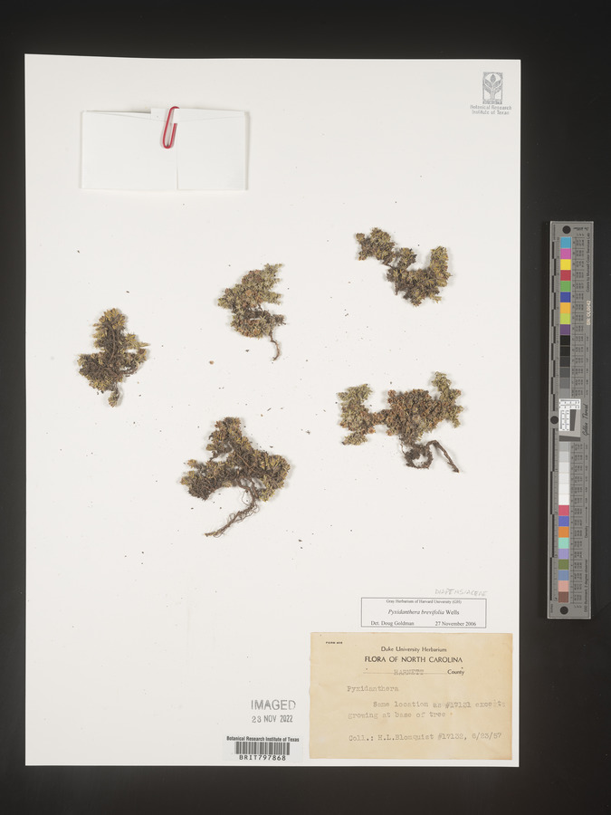 Pyxidanthera brevifolia image