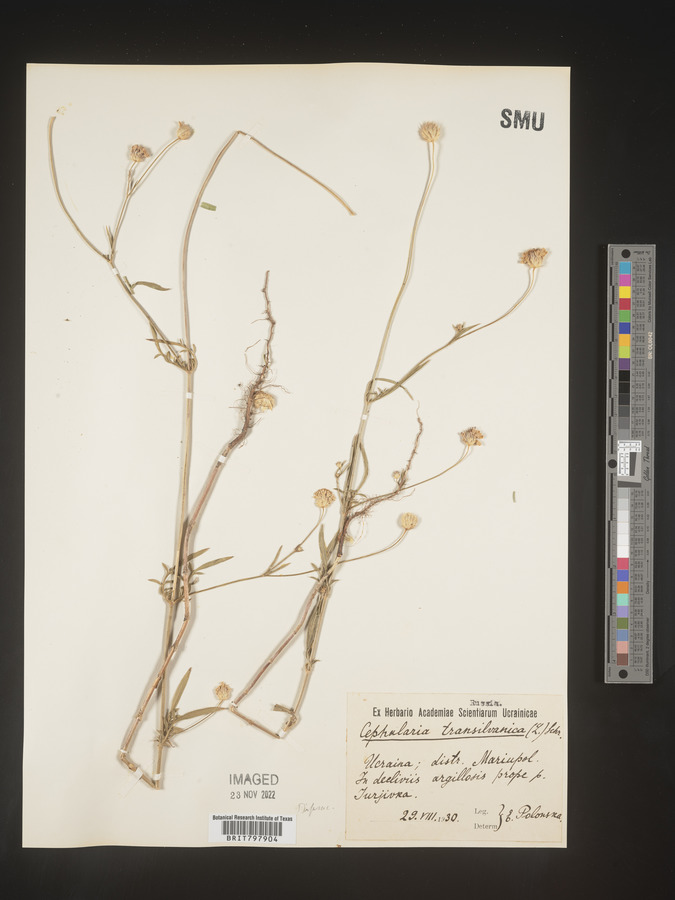 Cephalaria image