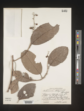 Image Associated With the Occurence
