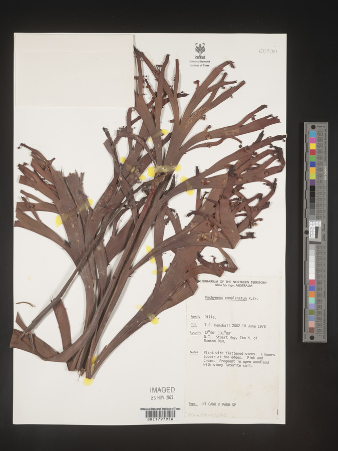 Hibbertia persquamata image