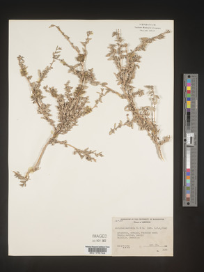 Atriplex muricata image