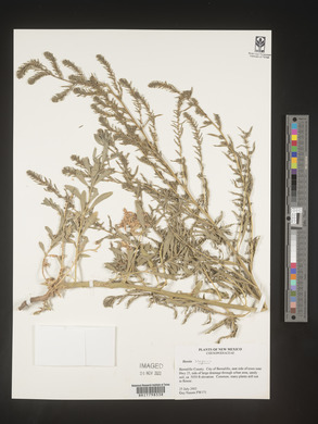 Bassia scoparia image