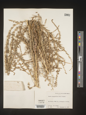 Bassia hyssopifolia image