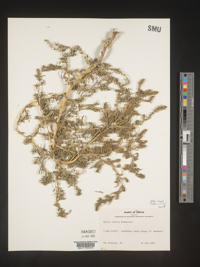Bassia iranica image