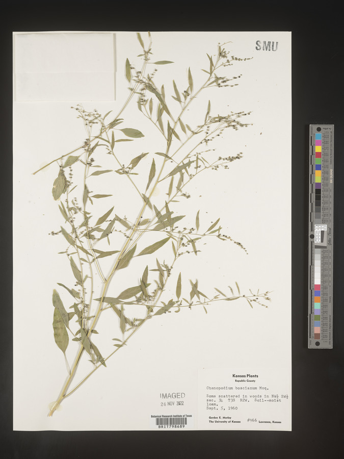 Chenopodium boscianum image