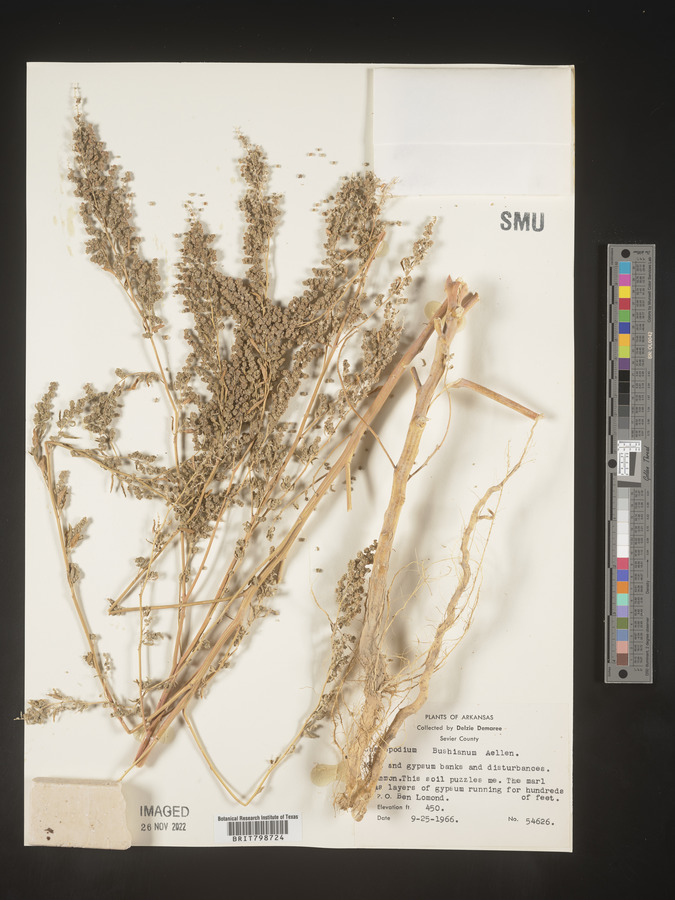 Chenopodium bushianum image