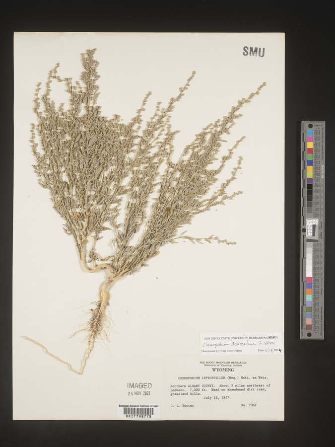 Chenopodium desiccatum image