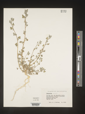 Chenopodium incanum image