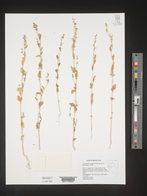 Chenopodium hians image