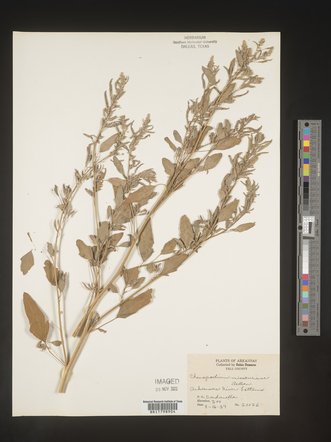 Chenopodium album var. missouriense image