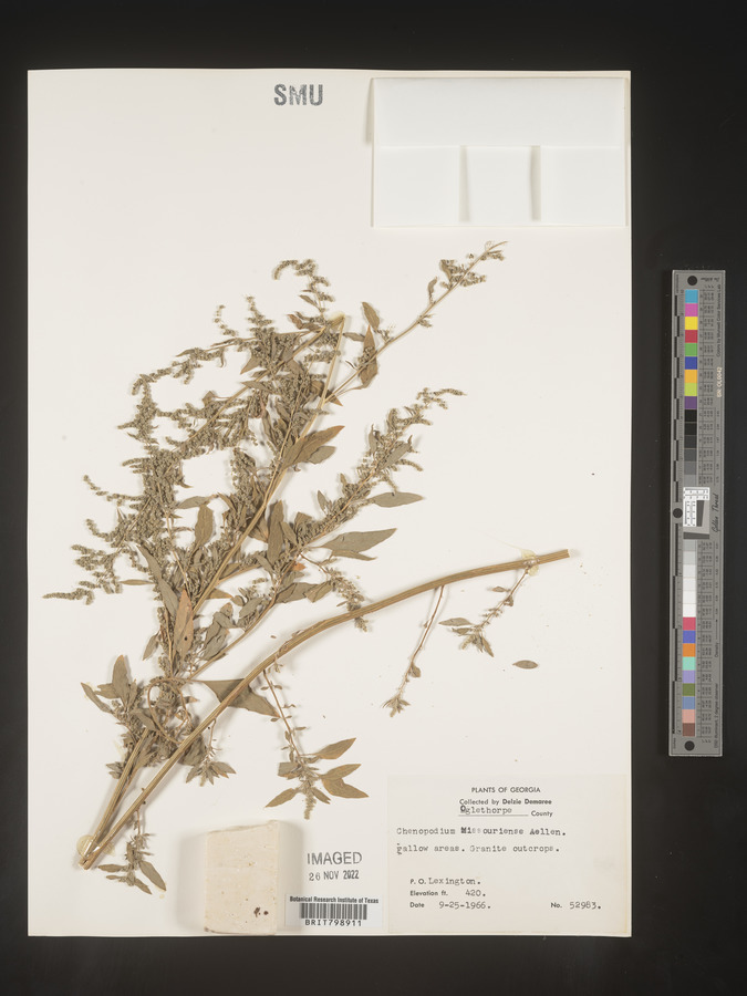 Chenopodium album var. missouriense image