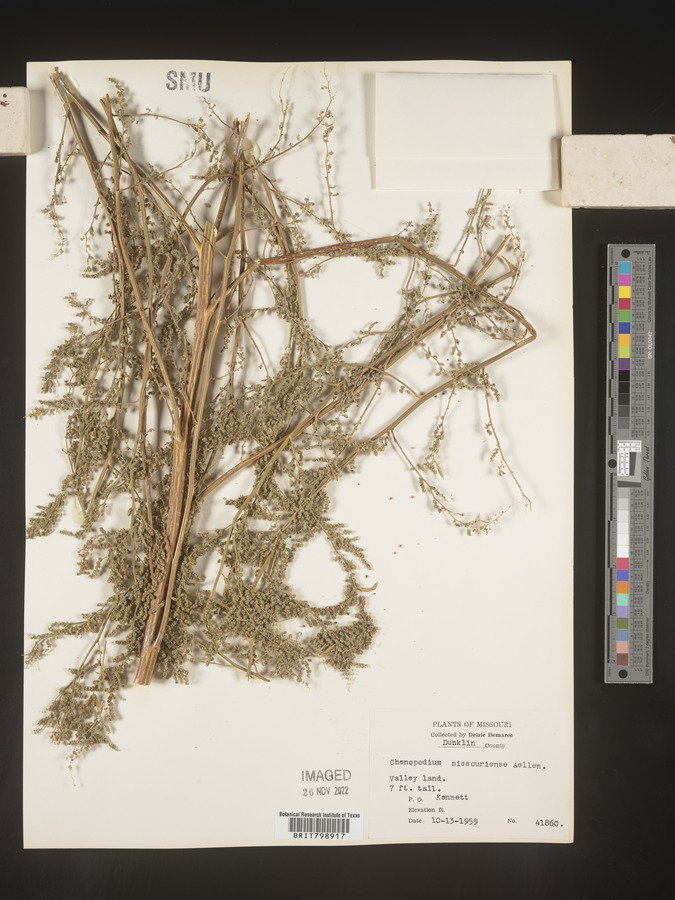Chenopodium album var. missouriense image