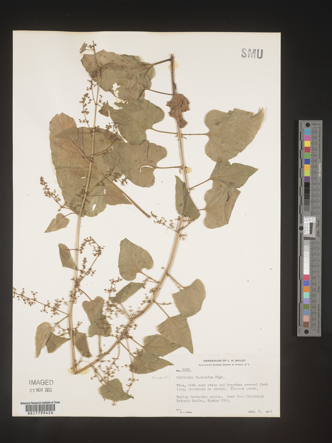 Betoideae image