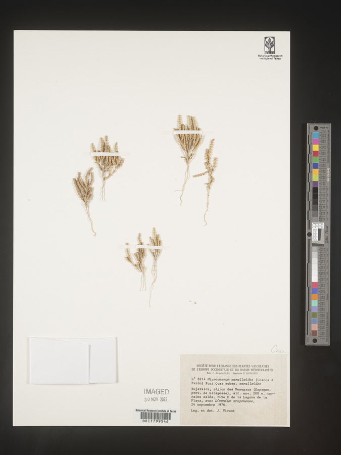 Microcnemum image