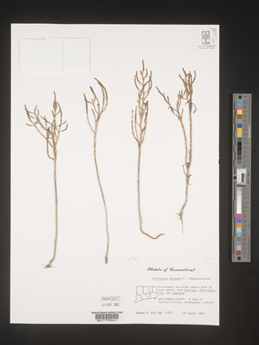 Salicornia europaea image