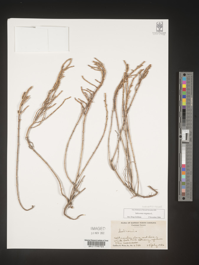 Salicornia virginica image