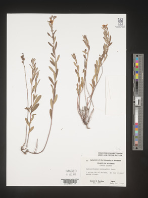 Image Associated With the Occurence