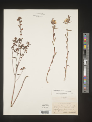 Crocanthemum canadense image