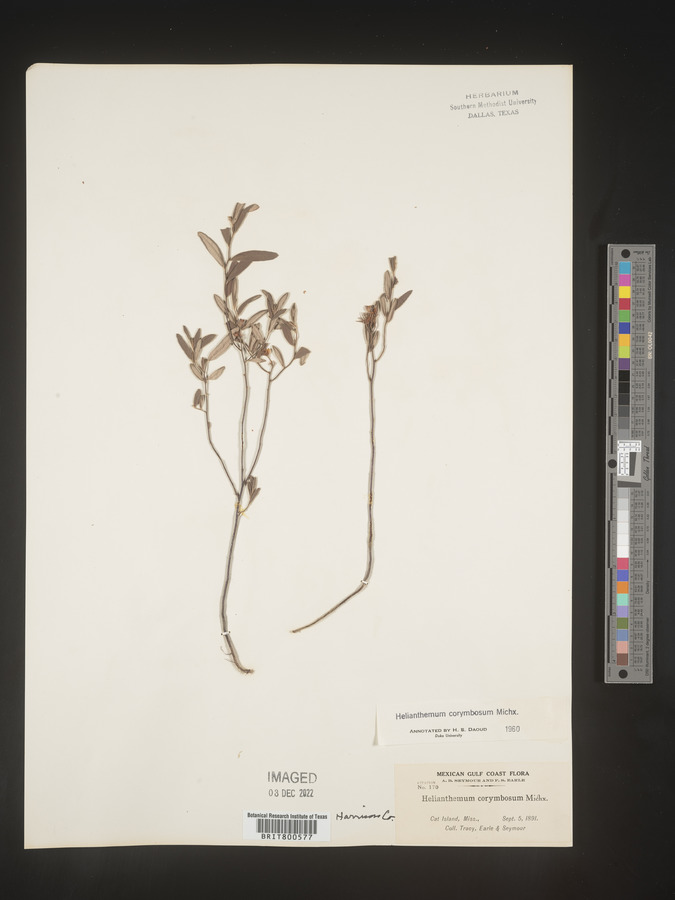 Helianthemum corymbosum image