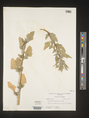 Chenopodium album var. missouriense image