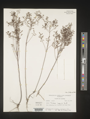 Lechea torreyi image
