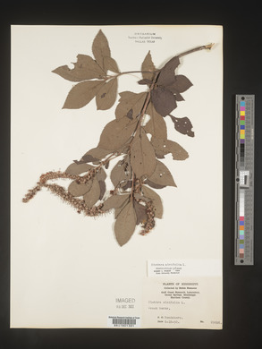 Clethra alnifolia image