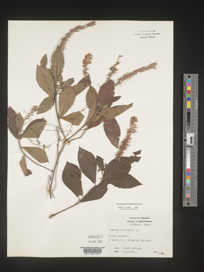 Clethra alnifolia image