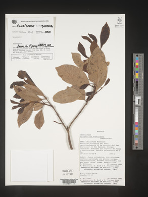 Calophyllum antillanum image