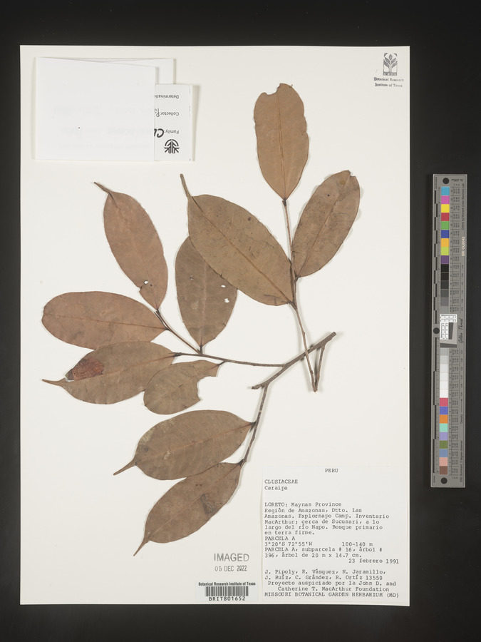 Caraipa image