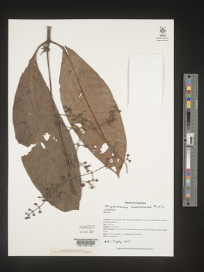 Image Associated With the Occurence