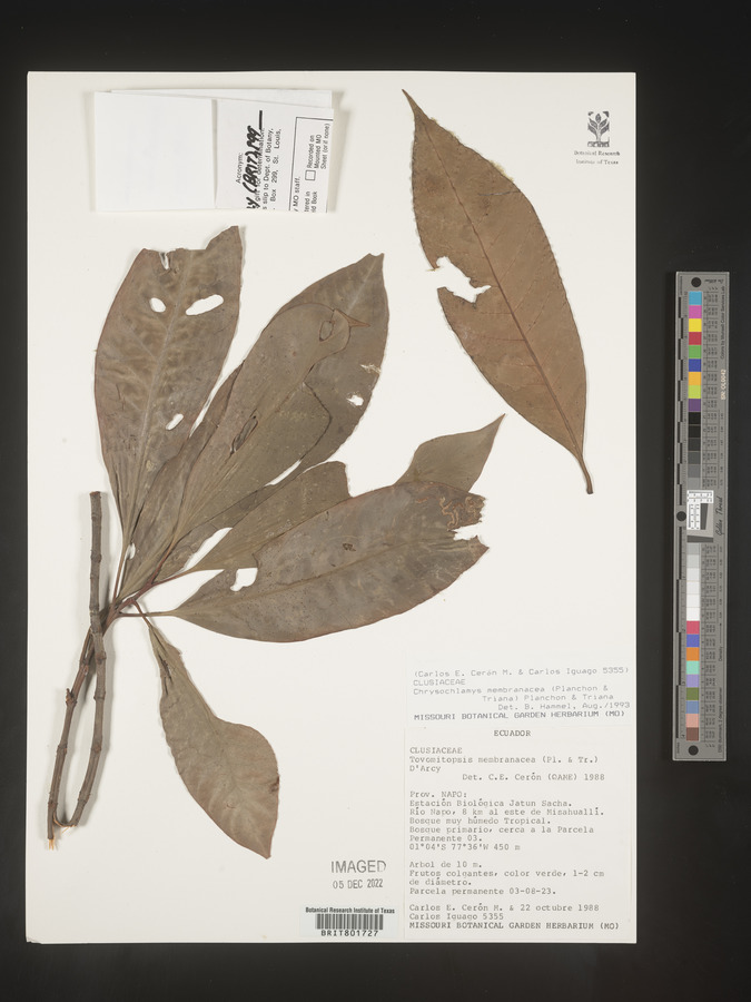 Tovomitopsis image