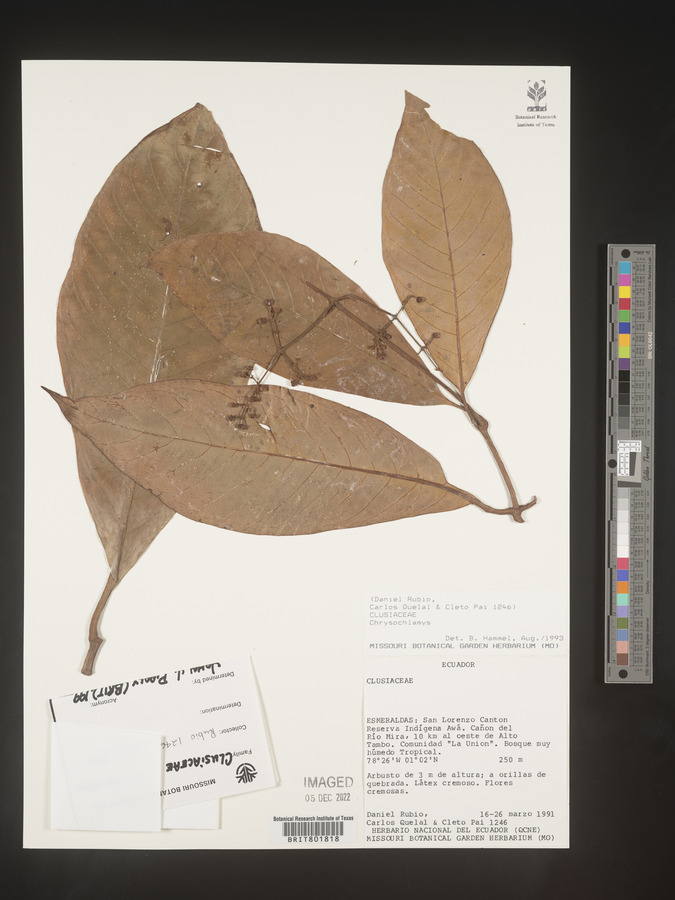 Chrysochlamys image