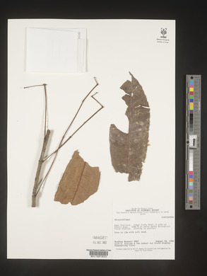Image Associated With the Occurence