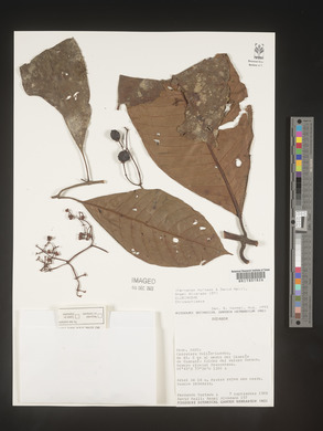 Image Associated With the Occurence