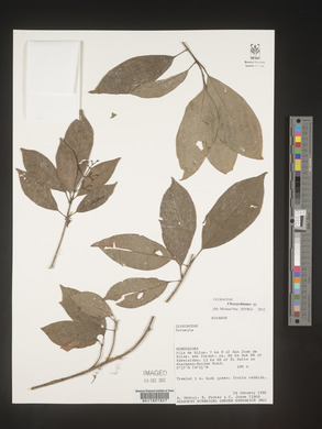 Image Associated With the Occurence