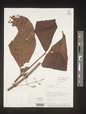Image Associated With the Occurence